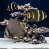 Black (Grey) Angelfish