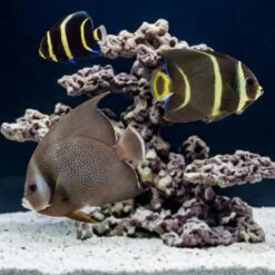 Black (Grey) Angelfish
