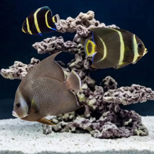 Black (Grey) Angelfish