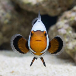 Alternative view of Black Ice Snowflake Ocellaris Clownfish: Captive Bred