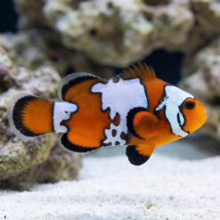 Black Ice Ocellaris Clownfish: Captive Bred