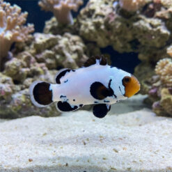 Black Ice Ocellaris Clownfish: Captive Bred Grade A