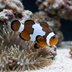 Black Ice Ocellaris Clownfish: Captive Bred Grade B