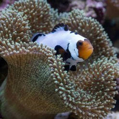 Alternative view of Black Ice Ocellaris Clownfish: Captive Bred Grade A
