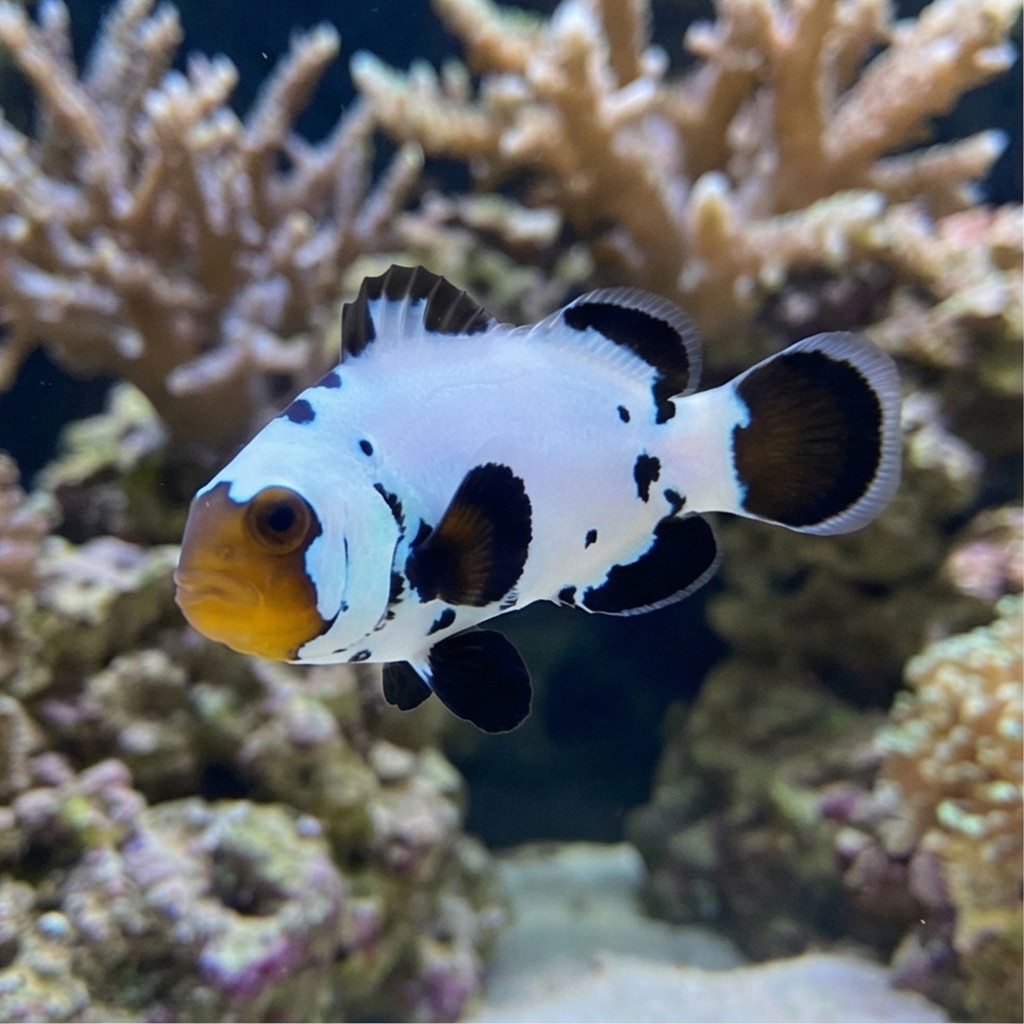 Black Ice Ocellaris Clownfish: Captive Bred Grade A - Image 3