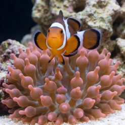 Alternative view of Black Ice Ocellaris Clownfish: Captive Bred Grade B