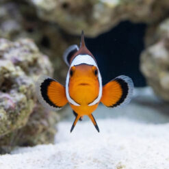 Alternative view of Black Ice Ocellaris Clownfish: Captive Bred