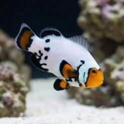 Black Ice Snowflake Ocellaris Clownfish: Captive Bred