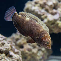 Black Leopard Wrasse