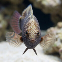 Alternative view of Black Leopard Wrasse