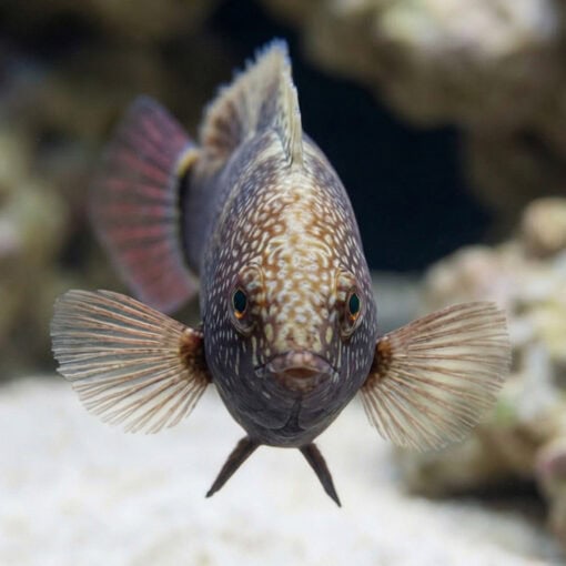 Black Leopard Wrasse - Image 2