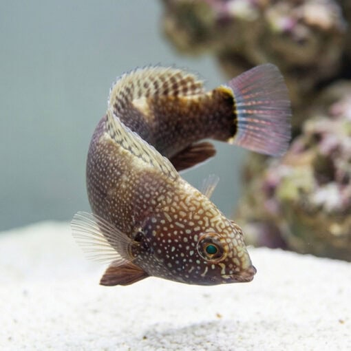 Black Leopard Wrasse - Image 3