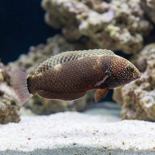 Black Leopard Wrasse - Image 4