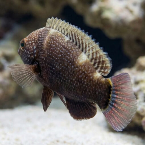 Black Leopard Wrasse - Image 5