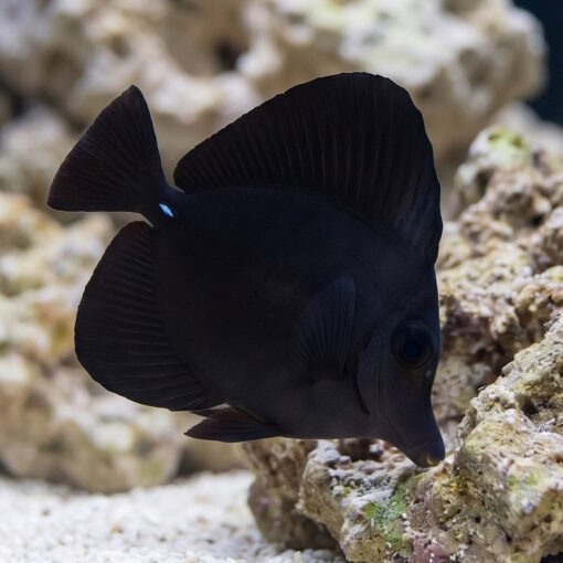 Black Longnose Tang