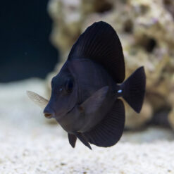 Alternative view of Black Longnose Tang