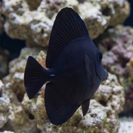 Black Longnose Tang - Image 3