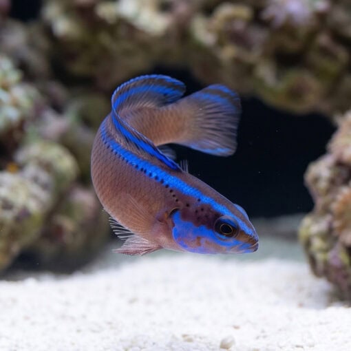 Black Neon Dottyback - Image 2