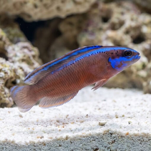 Black Neon Dottyback - Image 3