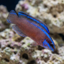 Black Neon Dottyback