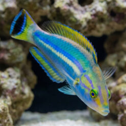 Black Patch Pencil Wrasse