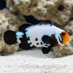 Black Phanton Snowflake Ocellaris Clownfish: Captive Bred