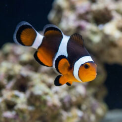 Black Photon Hybrid Clownfish: Captive Bred