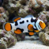 Black Picasso Percula Clownfish: Captive Bred Grade P1
