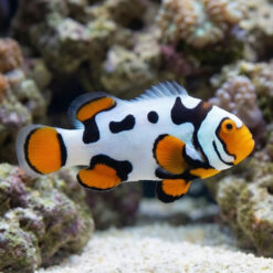 Black Picasso Percula Clownfish: Captive Bred Grade P1