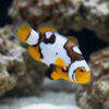 Black Picasso Percula Clownfish: Captive Bred Grade P3