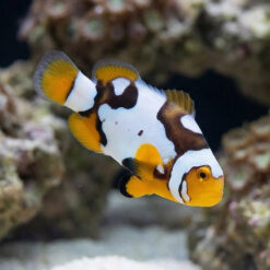 Black Picasso Percula Clownfish: Captive Bred Grade P3