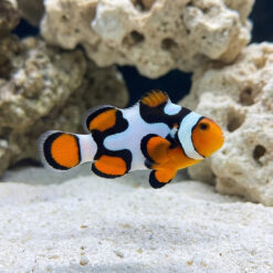 Black Picasso Percula Clownfish: Captive Bred P2 Grade