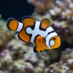 Black Picasso Percula Clownfish: Captive Bred P3 Grade