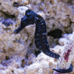 Alternative view of Brazilian Longsnout Reidi Seahorse