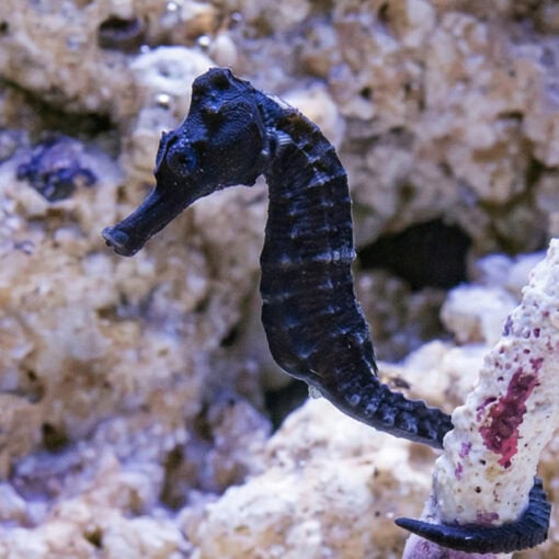 Brazilian Longsnout Reidi Seahorse - Image 2