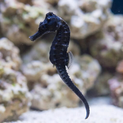 Brazilian Longsnout Reidi Seahorse - Image 3