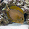 Black Spot Tang