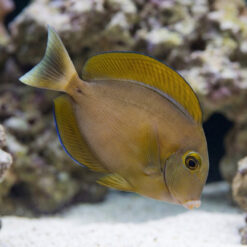 Black Spot Tang