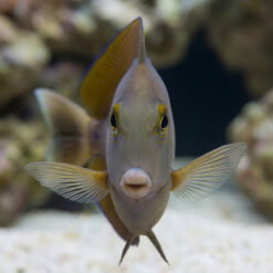 Alternative view of Black Spot Tang