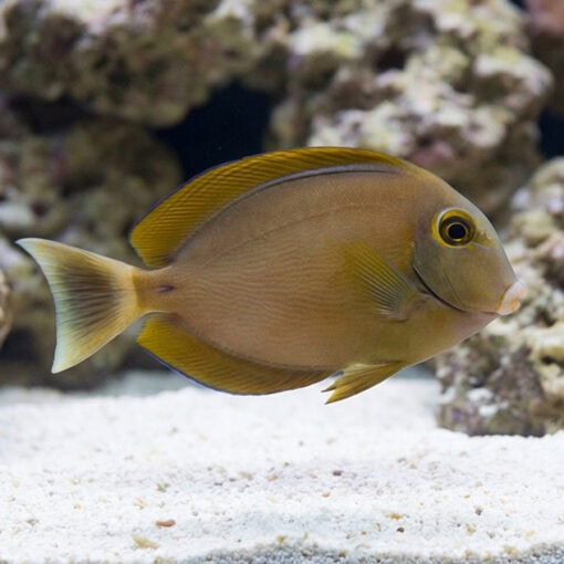 Black Spot Tang - Image 3