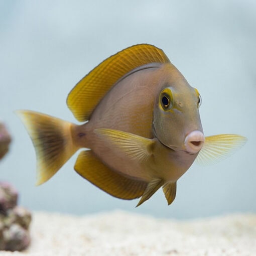 Black Spot Tang - Image 4