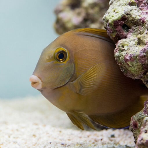 Black Spot Tang - Image 5