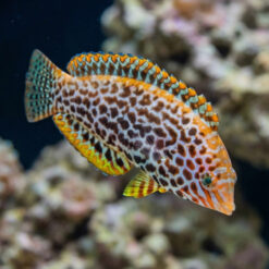 Alternative view of Leopard Wrasse