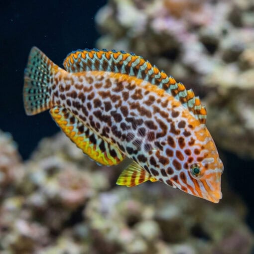 Leopard Wrasse - Image 2