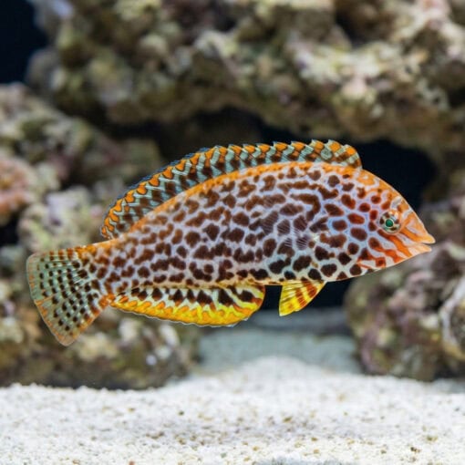 Leopard Wrasse - Image 3