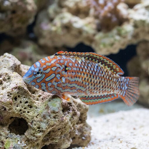 Leopard Wrasse - Image 4