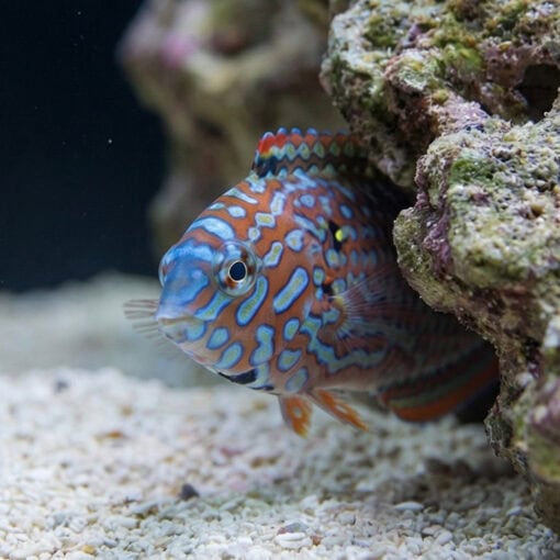 Leopard Wrasse - Image 5