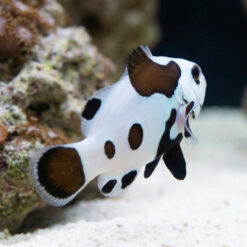 Alternative view of Black Storm Ocellaris Clownfish: Captive Bred