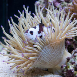 Alternative view of Black Storm Ocellaris Clownfish: Captive Bred