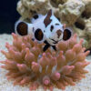 Black Storm Ocellaris Clownfish: Captive Bred